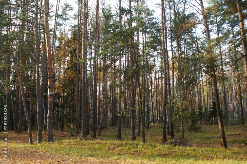 Fototapeta premium Gold autumn forest