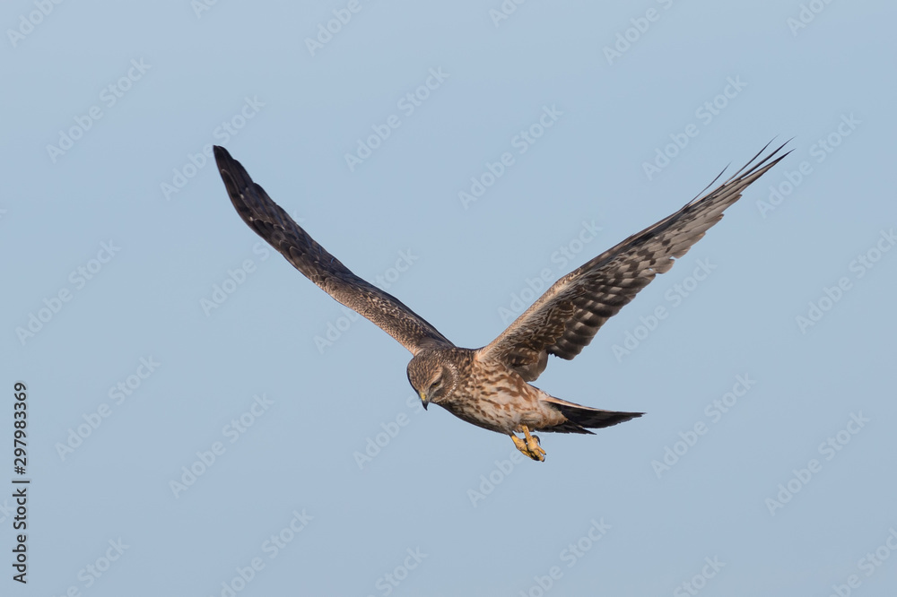 Obraz premium Pallid Harrier