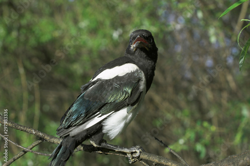 Magpie nestling