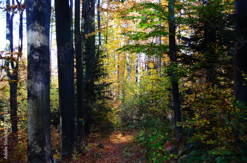 Beautiful autumn forest in yellow and gold tones