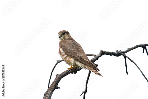 Merlin falcon