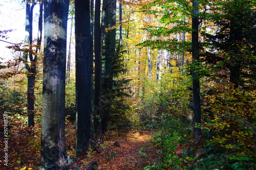 Fototapeta Naklejka Na Ścianę i Meble -  Beautiful autumn forest in yellow and gold tones