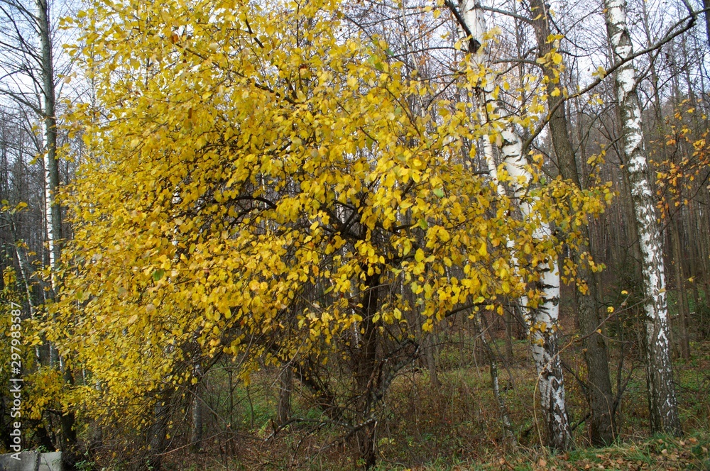 Obraz premium Gold autumn 