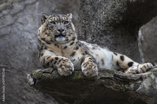 Snow leopard lying on a rock