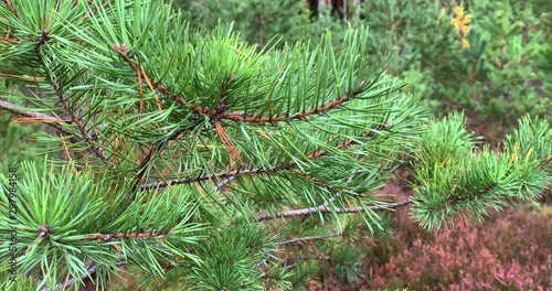 Natural pine forest in autumn.