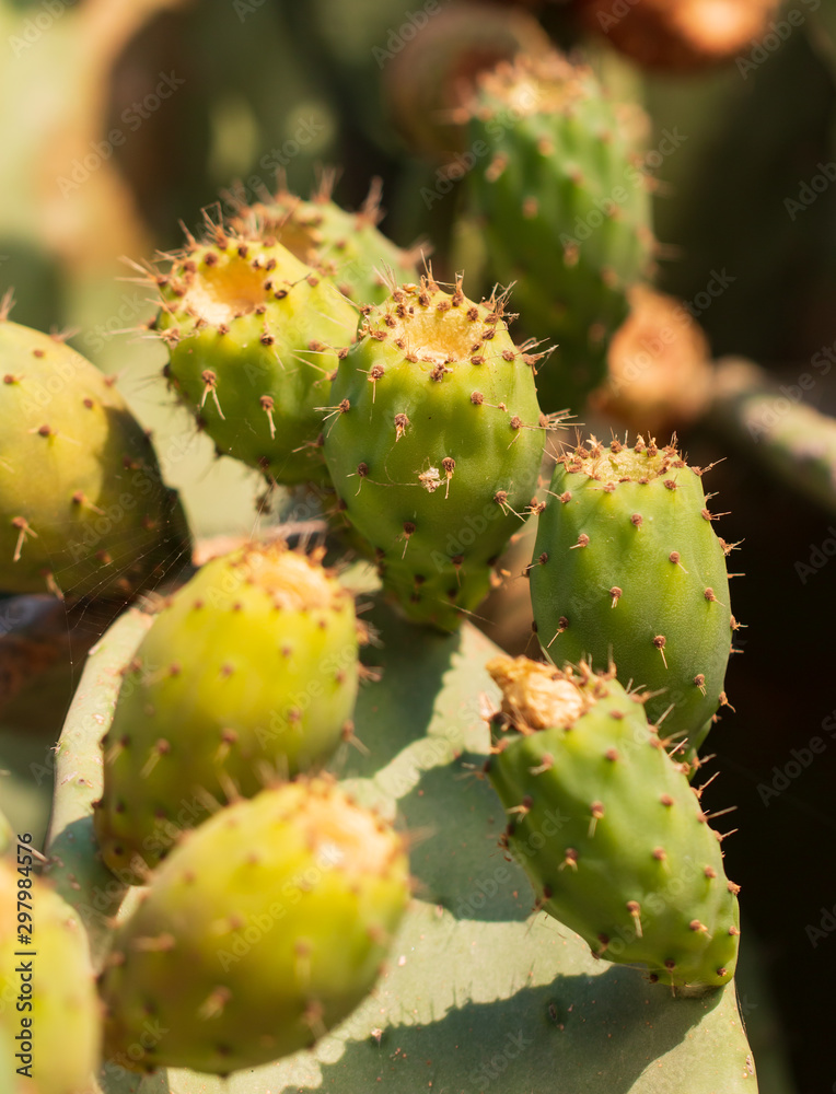 large cactus leaves with prickly fruits large cactus leaves with prickly fruits