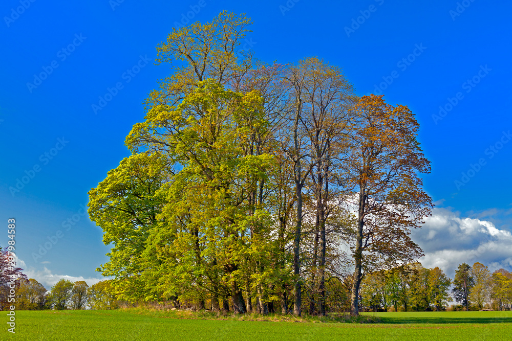 Lovely trees dressed in green spring colours Lovely trees dressed in green spring colours