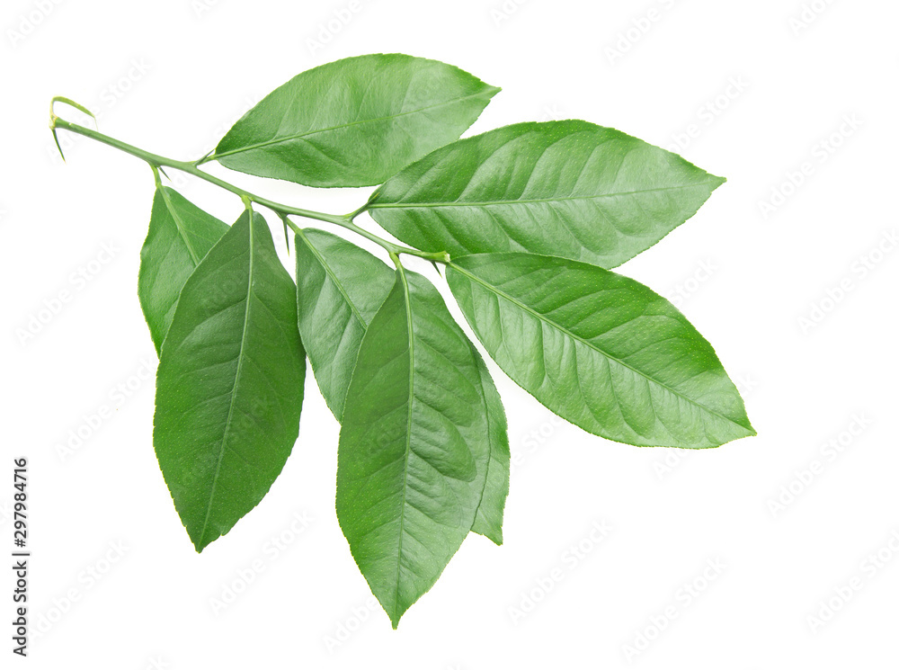 green lemon leaves on a white background - obrazy, fototapety, plakaty 