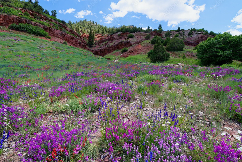 Obraz premium Alpine wildflowers along the San Juan Skyway