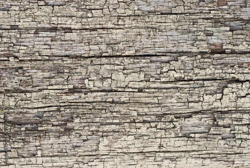 Bark texture, grey dry hardwood close up