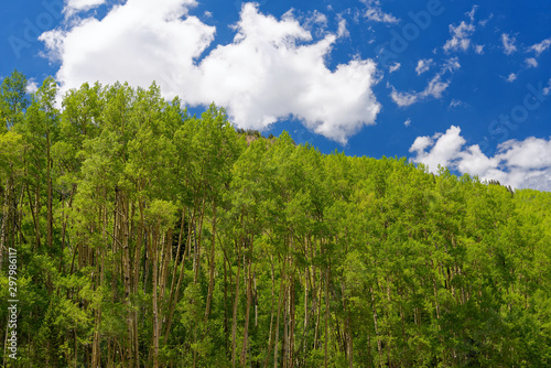 Aspen trees near Telluride, Colorado