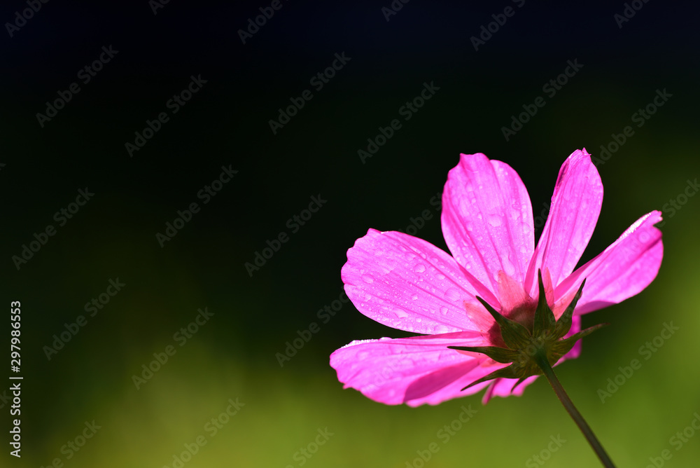 Fototapeta premium Closeup of a purple meadow blossom with drops of water in backlight against a dark background with text box