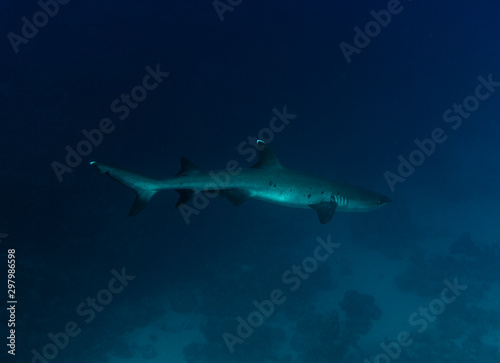 White tip reef shark (Triaenodon obesus) swimming in the sea.