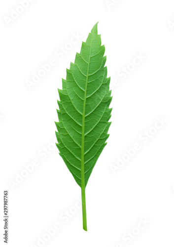 green leaf Tecoma stans on white background clipping path