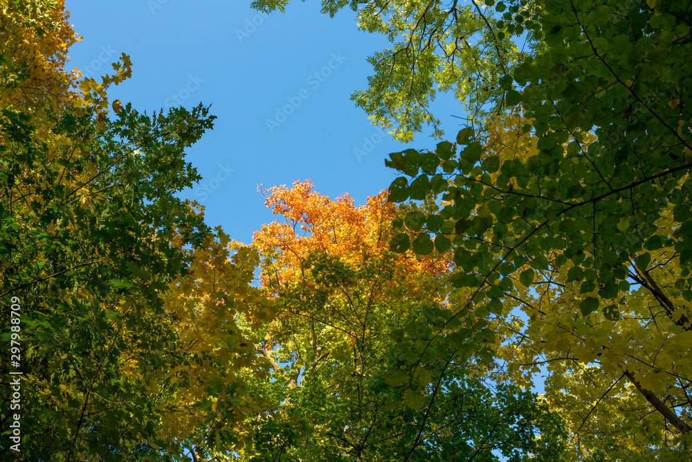 Fototapeta premium Autumn foliage that can be seen even at the top of very tall trees