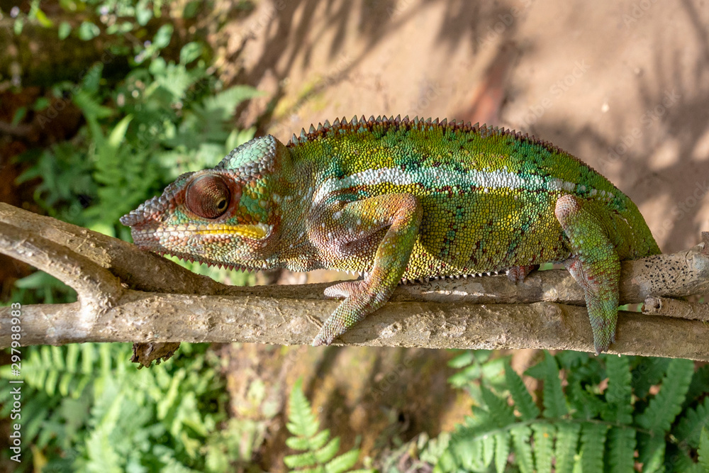 Malagasy Giant Chameleon / Furcifer oustaleti, Wild nature. Madagascar Malagasy Giant Chameleon / Furcifer oustaleti, Wild nature. Madagascar