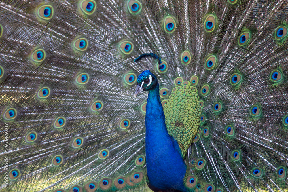 Obraz premium peacock with feathers out