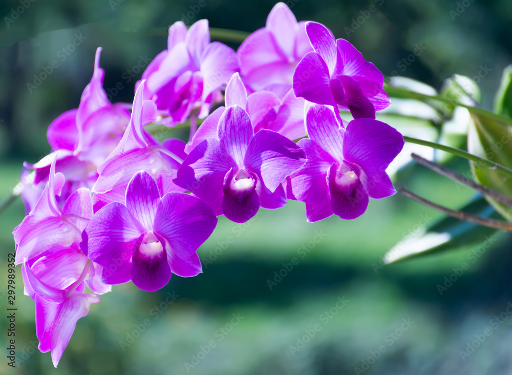 orchids.purple orchids is considered the queen of flowers in Thailand. orchids.purple orchids is considered the queen of flowers in Thailand.