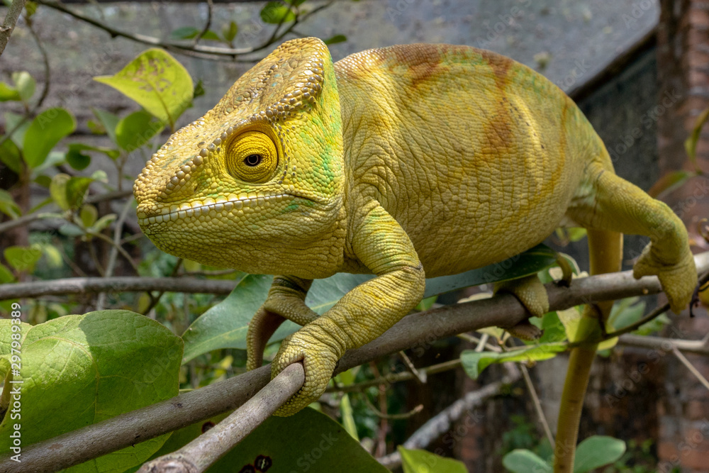 Green chameleon - Chamaeleo calyptratus ,Wild nature Madagascar