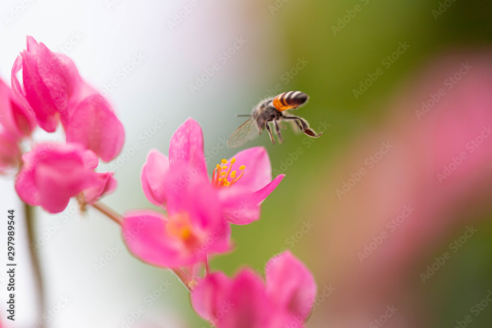 The bees look for nectar from morning pollen. The bees look for nectar from morning pollen.
