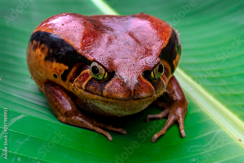 Tomatofrog, one of the bigger amphibians in Madagascar  photo