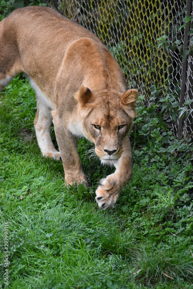 Fototapeta premium La lionne