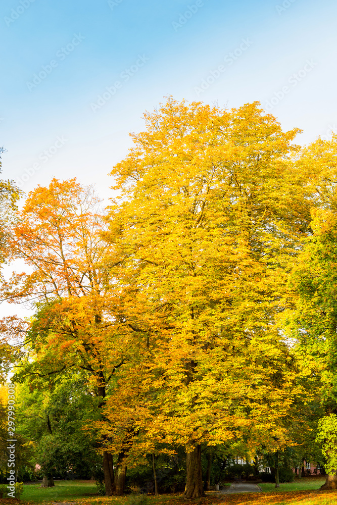Tall trees in a park showing the beautoful colors of autumn season with its leaves drying or fallen.