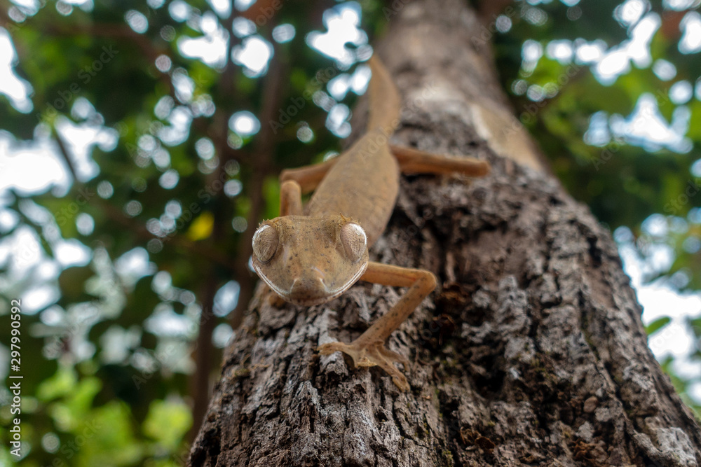 Fototapeta premium Crested gecko, close up, Wild nature. Madagascar