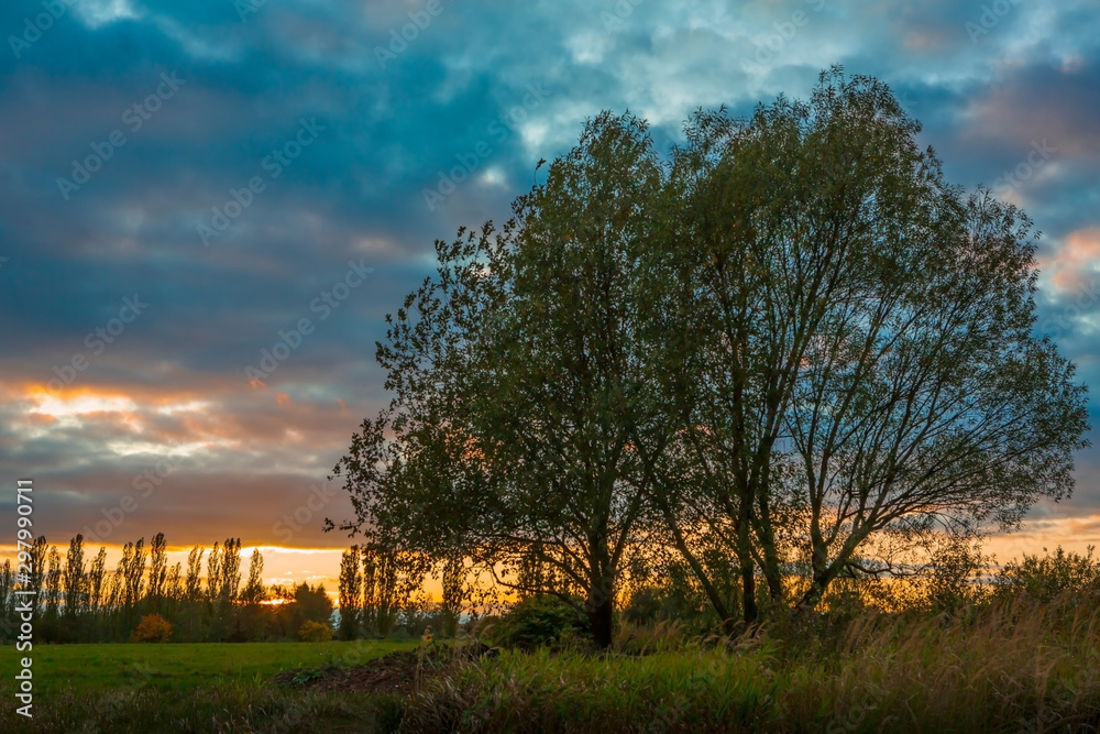 Big tree silhouette as foreground for this beautiful dusk in a cloudy autumn season afternoon with blue and orange colors predominating the view. Big tree silhouette as foreground for this beautiful dusk in a cloudy autumn season afternoon with blue and orange colors predominating the view.