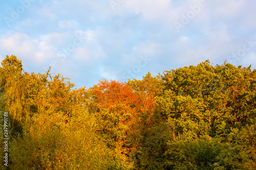 Autumn Foliage of tall trees in the forest in a closeup of its top branches and leaves to show the intense colors.