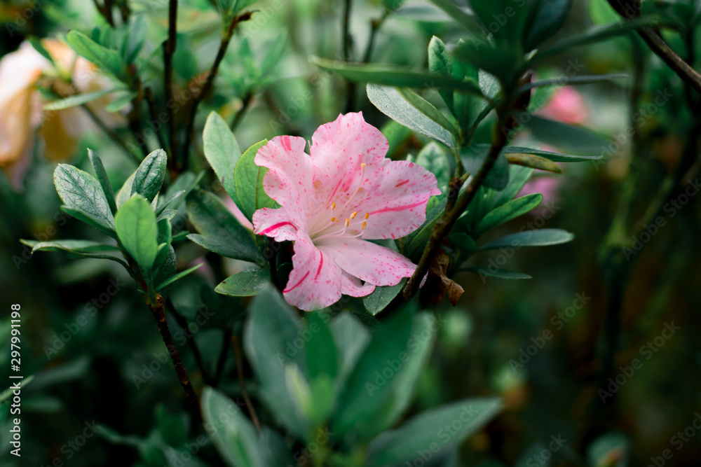 Various kinds of flowers in the winter at the top of the mountain and in a variety of colors