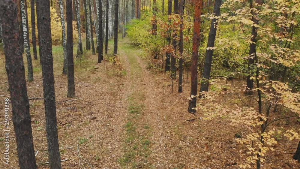 Videography from a drone in the autumn forest. Wild deciduous and mixed forest is painted in autumn colors. Videography from a drone in the autumn forest. Wild deciduous and mixed forest is painted in autumn colors.