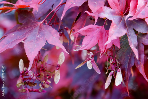 Photography Denmark. Autumn in Copenhagen