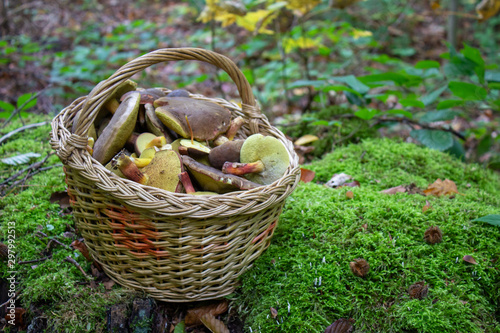 basket of mushrooms in the forest,A full basket of mossy mushrooms in a moss forest
