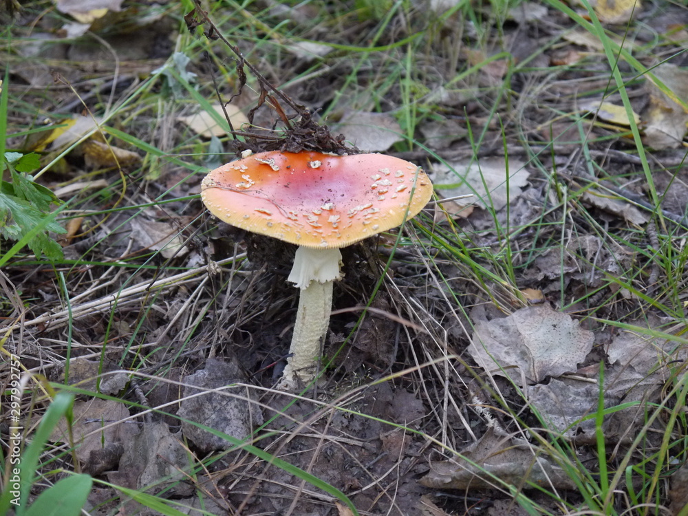 Гриб мухомор несьедобный