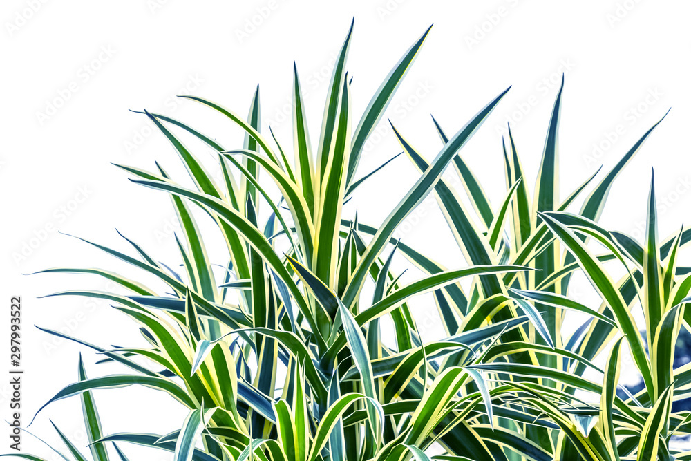Naklejka premium green grass isolated on white background, dracaena