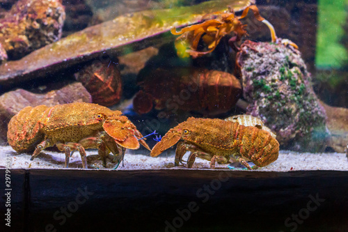Cute lobster on a water tank in the aquarium