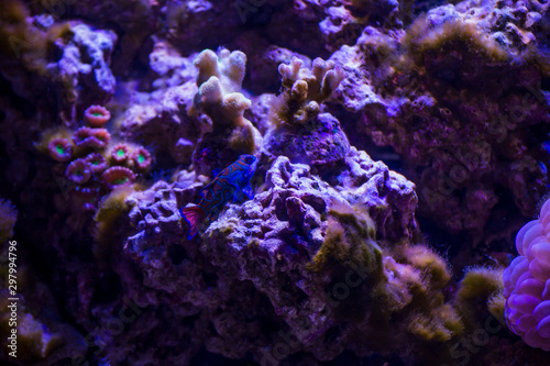 Marine ecosystem background on a coral reef