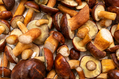 Vászonkép Background made from freshly picked edible mushrooms, different types and sizes