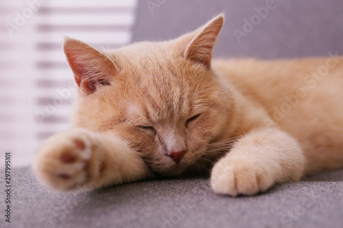 Cute red scottish fold cat with orange eyes lying on grey textile sofa at home. Soft fluffy purebred short hair straight-eared kitty. Background, copy space, close up.