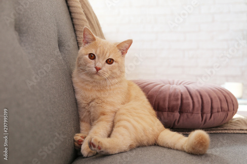 Foto Cute red scottish fold cat with orange eyes lying on grey textile sofa at home