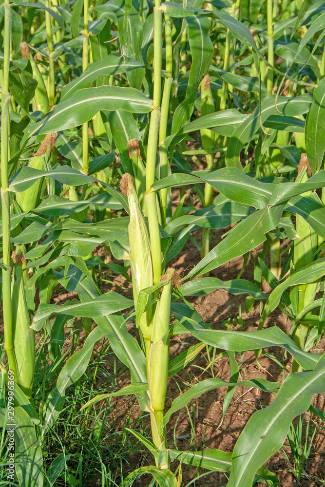 Obraz premium corn in the field