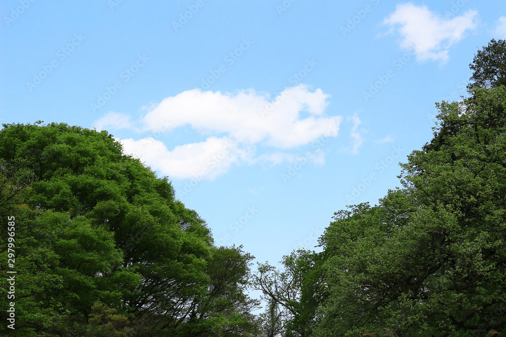 Photo of background of lush trees and blue sky