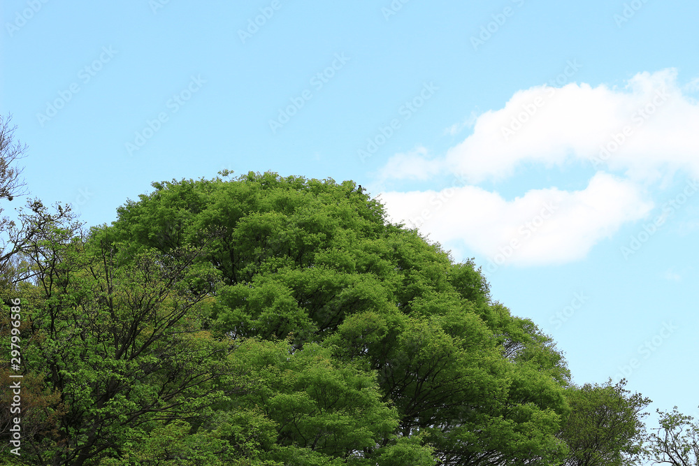 Photo of background of lush trees and blue sky