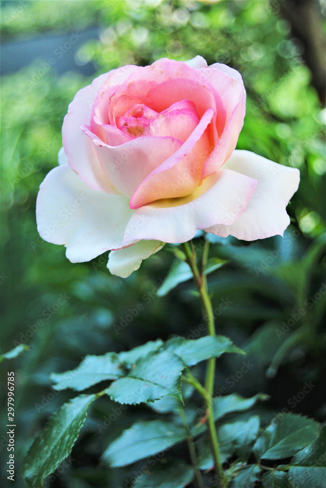Pink rose in the garden. Vertical rose. Pink rose in the garden. Vertical rose.