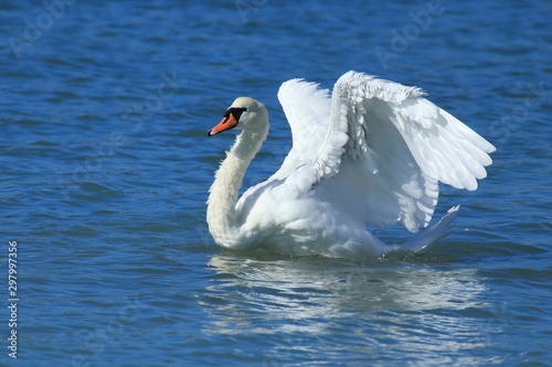 Swan on the lake. Male ostentation. 