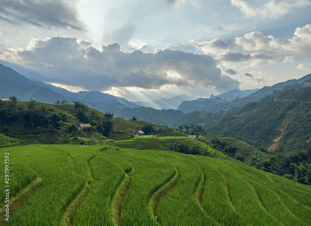 Rice fields on terraced of Sa Pa, YenBai, Vietnam. Rice fields prepare the harvest at Northwest Vietnam.Vietnam landscapes