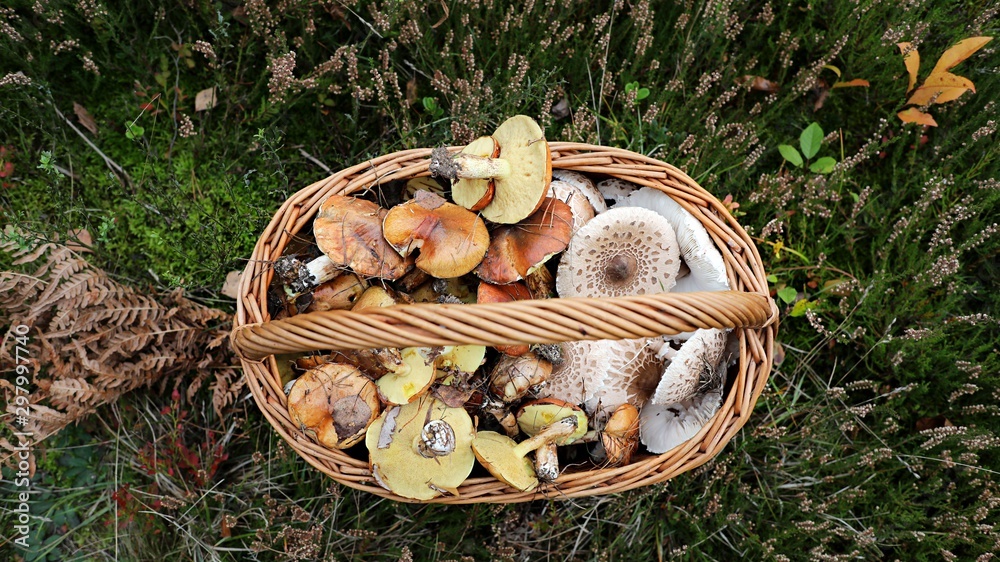koszyk pełen grzybów jesienią w lesie - obrazy, fototapety, plakaty 