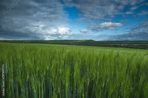 Green field of wheat  under a blue sky with thunderclouds. Beautiful landscape