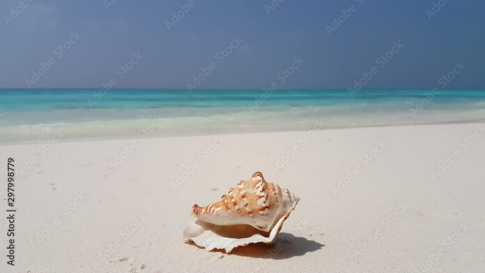 Dreamlike view of the beautiful seashell on the white sand Dreamlike view of the beautiful seashell on the white sand